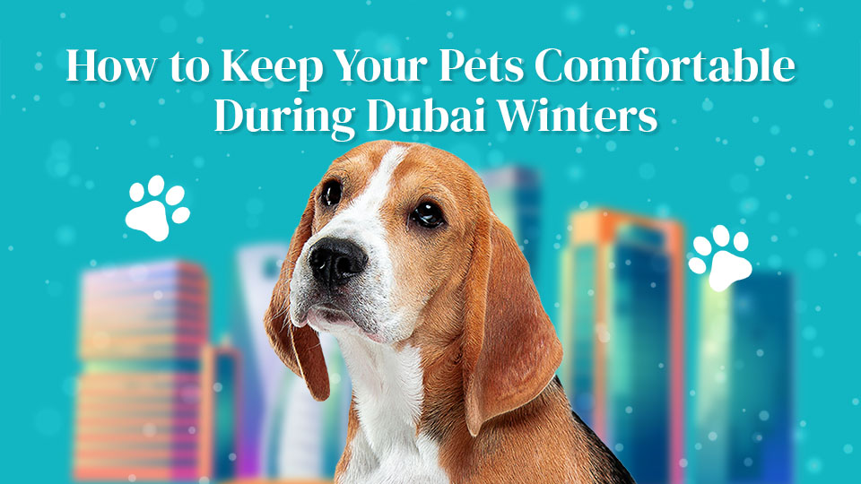 Where Can I Take My Dogs In Dubai